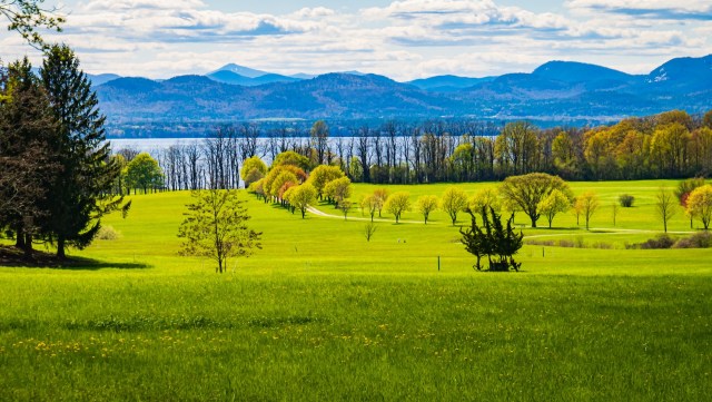 They can be found both in forests and suburban areas.