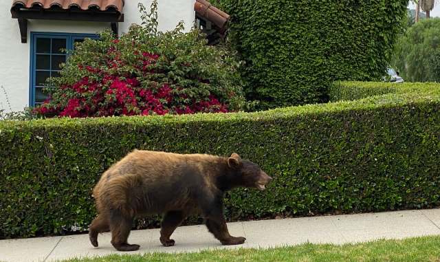 "Most bears double their body weight between early July and the time they go into their den."