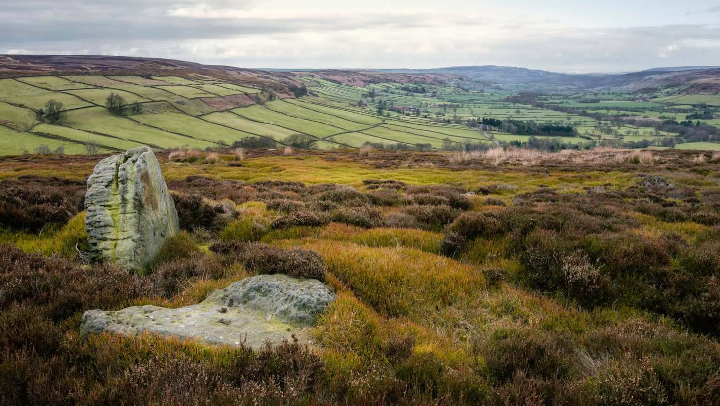 Black grouse, a rare bird once found across much of England, has successfully bred on the North York Moors for the first time since the 1840s.
