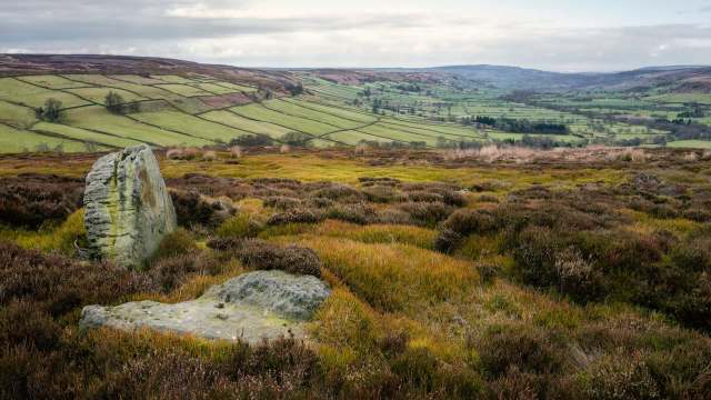 Black grouse, a rare bird once found across much of England, has successfully bred on the North York Moors for the first time since the 1840s.