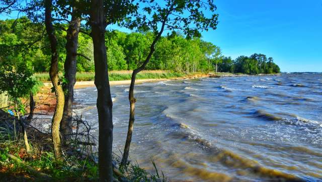 The blue catfish never belonged in the Chesapeake Bay, and locals are taking a delicious approach to dealing with the problem.