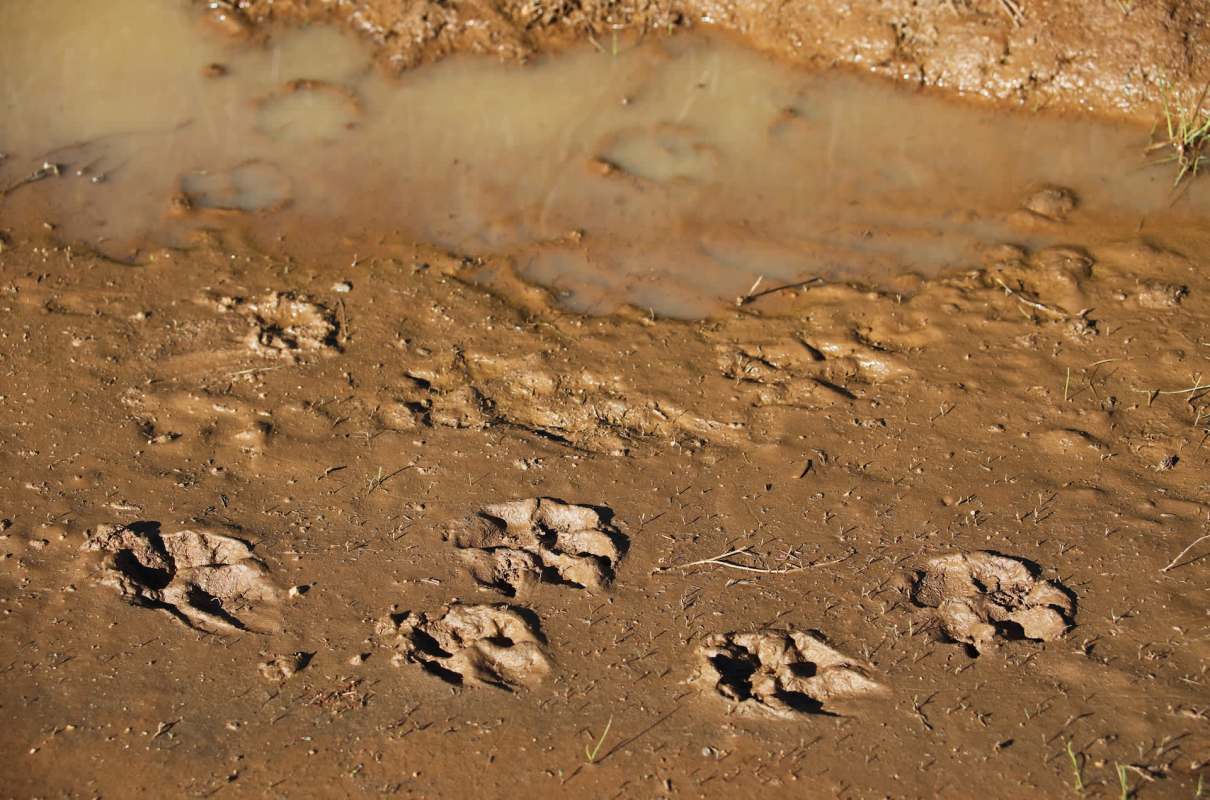 Visitors at Larrabee State Park near Bellingham, Washington, are being urged to stay alert after a bobcat sighting.