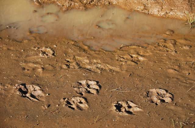 Visitors at Larrabee State Park near Bellingham, Washington, are being urged to stay alert after a bobcat sighting.