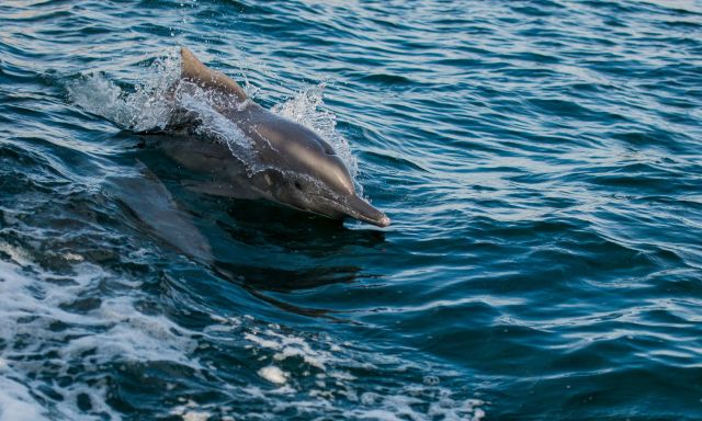 The dolphin came ashore at Deep Creek in the Rachel Carson Estuarine Reserve, where a coalition of specialists and volunteers performed a necropsy.