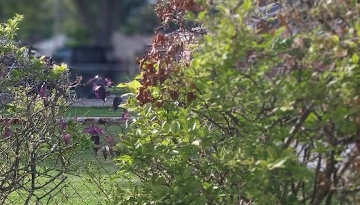 One Reddit user faced a dilemma when they discovered their neighbor had poisoned their bushes.