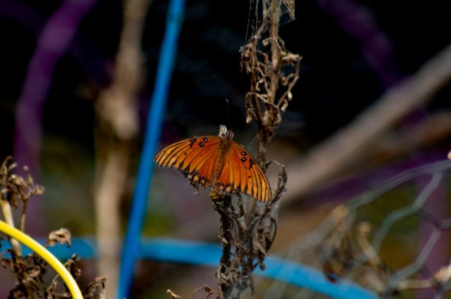 "Often the first to disappear locally after deforestation."