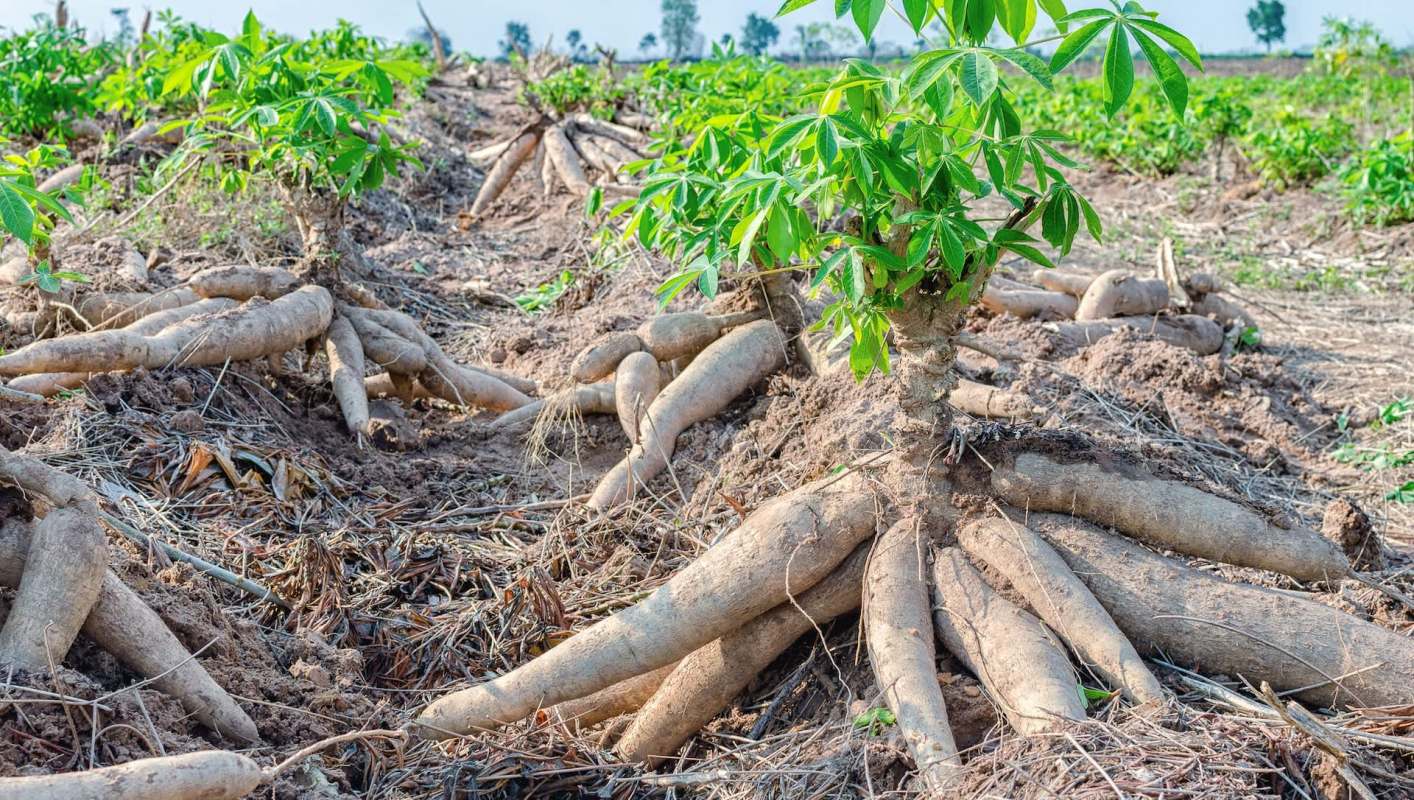 Tapioca farmers in Tamil Nadu, Kerala, and Puducherry are celebrating restored harvests two years after scientists deployed a parasitic wasp to combat an invasive cassava mealybug that threatened to destroy their crops.