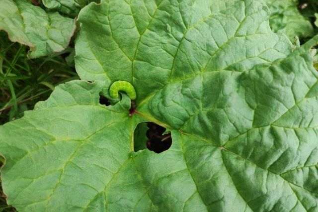 "Humans are ignorant to it."