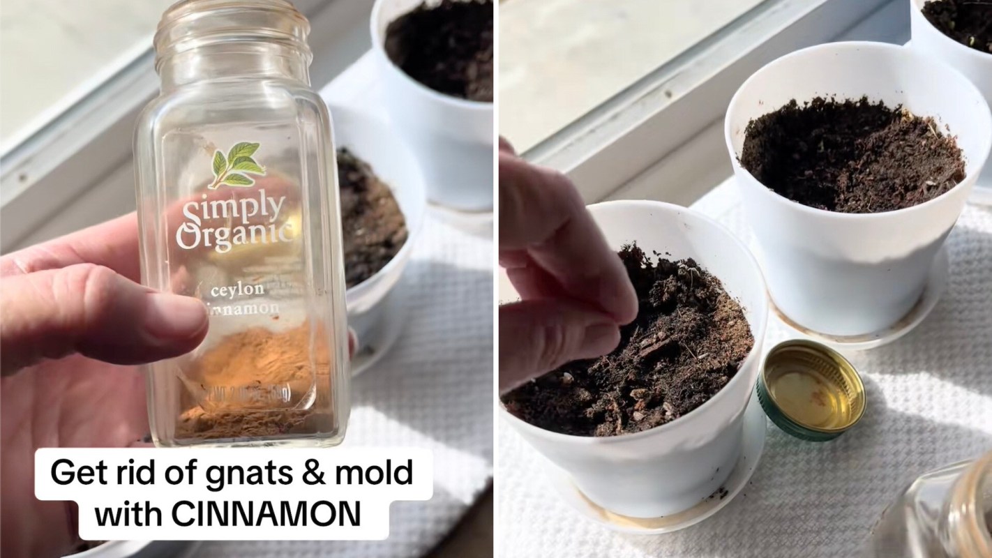 One TikToker shared a brilliant hack for ridding plants of gnats and mold, involving just one simple ingredient: cinnamon.