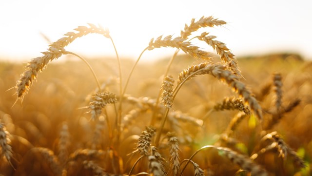 "Has repeatedly evolved."