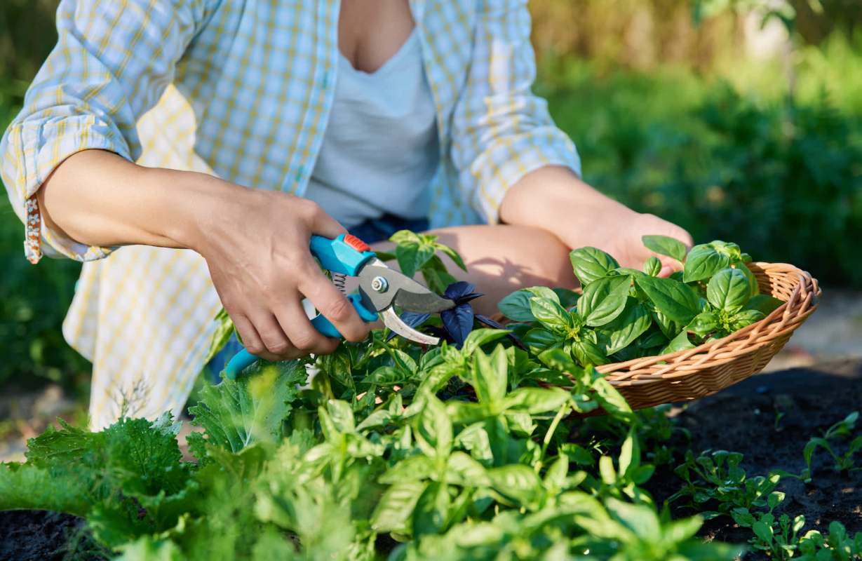 One Redditor shared an image of a colony of frogs in the r/gardening subreddit, surprising a gardener on this day.