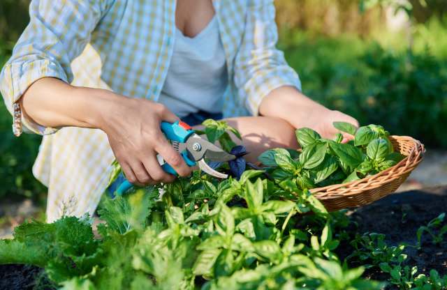 One Redditor shared an image of a colony of frogs in the r/gardening subreddit, surprising a gardener on this day.
