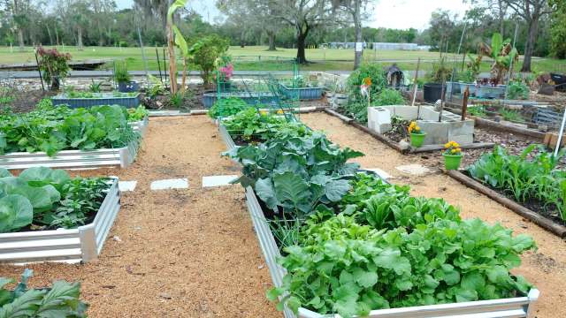 Volunteers were undeterred.