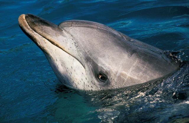 Dolphins living in Florida's Indian River Lagoon show brain changes that resemble Alzheimer's disease.