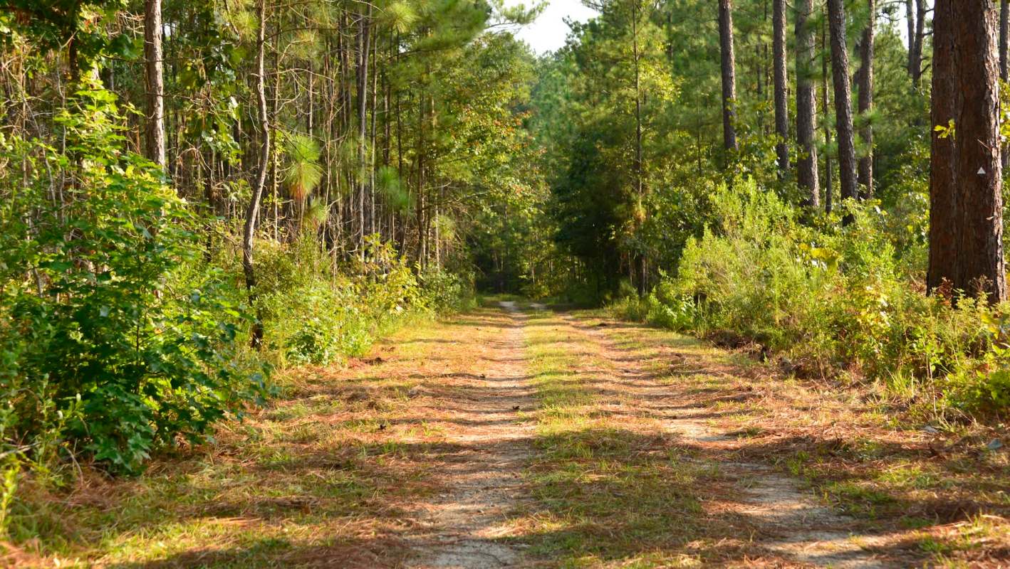 Melinda Hart was walking along the Cape Fear River Trail when a copperhead snake bit her while she was checking her phone.