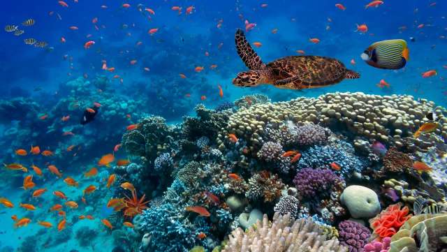 New research from the University of Colorado Boulder suggests that some corals may be adapting to climate change, defying predictions about their decline.