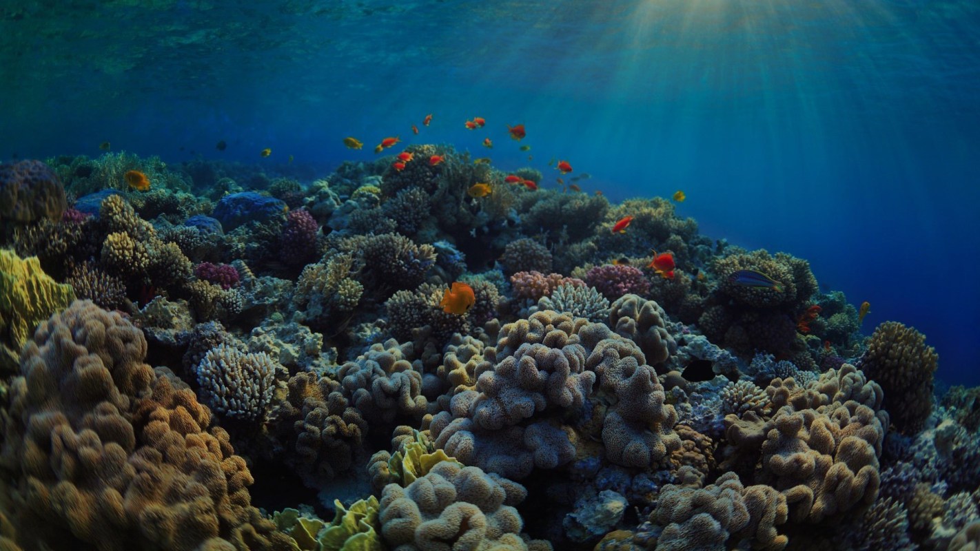 Rising ocean temperatures aren't the only factor stressing ocean corals. New research explores the impact of microplastic pollution on coral health.