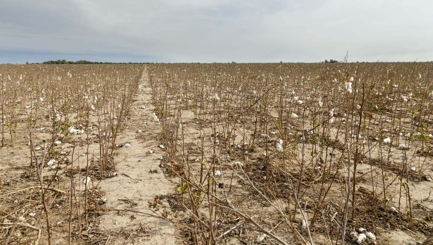 The cotton jassid, a tiny, bright-green, invasive bug native to the Indian subcontinent, has recently turned up in Georgia.
