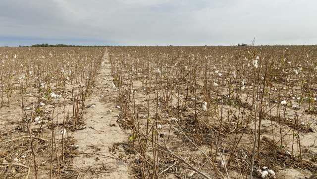 The cotton jassid, a tiny, bright-green, invasive bug native to the Indian subcontinent, has recently turned up in Georgia.