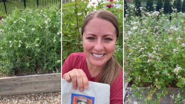 A master gardener has demonstrated how to use cover crops to protect and improve your soil during the winter.