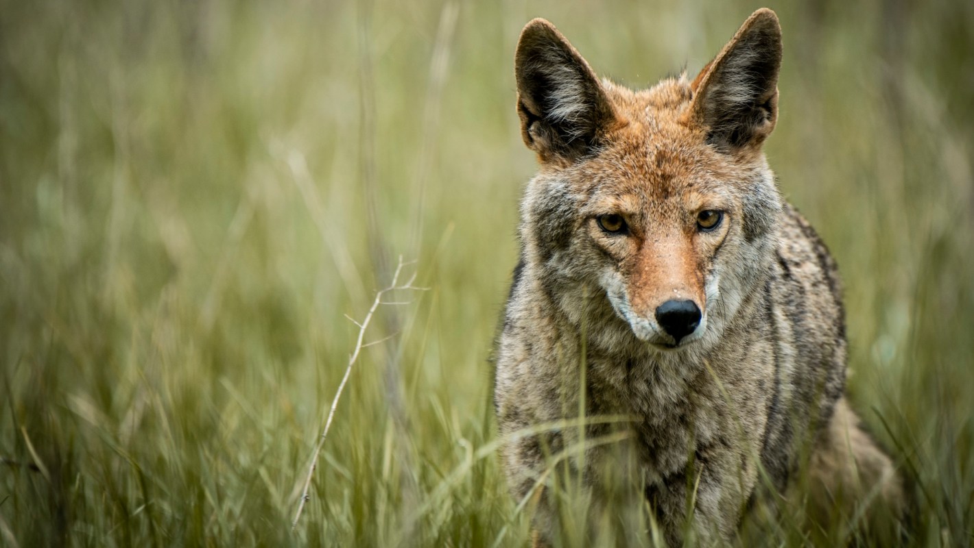 Attacks on people are uncommon.