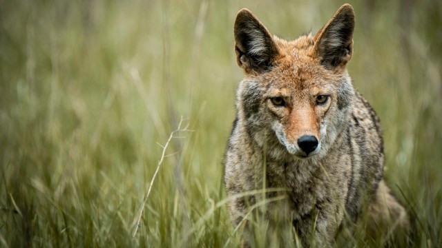 Attacks on people are uncommon.