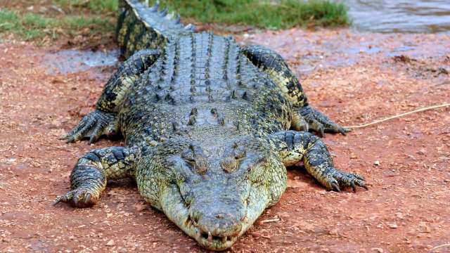 This crocodile's behavior study in Australia is revealing how rising temperatures are affecting the reptiles.