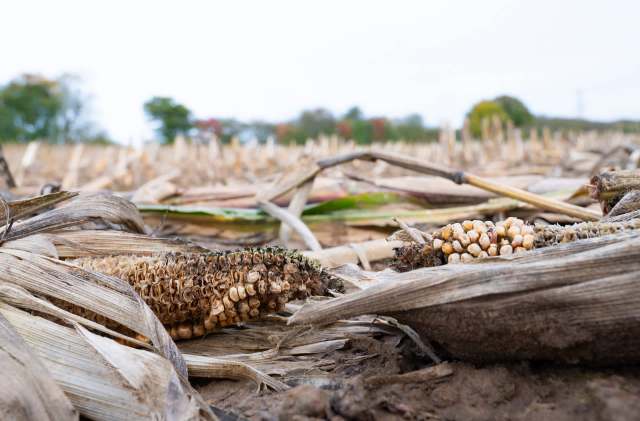 A study led by the University of British Columbia found that hotter and drier conditions are making crop failures increasingly common.