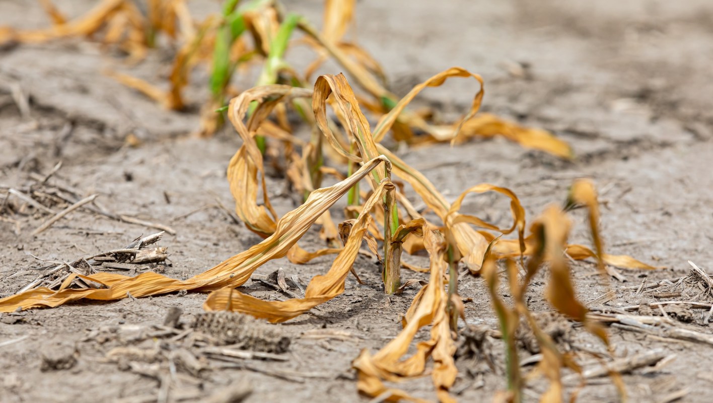 A severe drought is forcing farmers to spend more on watering their crops, and those costs are showing up at farmers' markets and grocery stores.