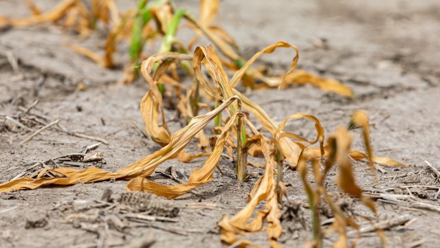A severe drought is forcing farmers to spend more on watering their crops, and those costs are showing up at farmers' markets and grocery stores.