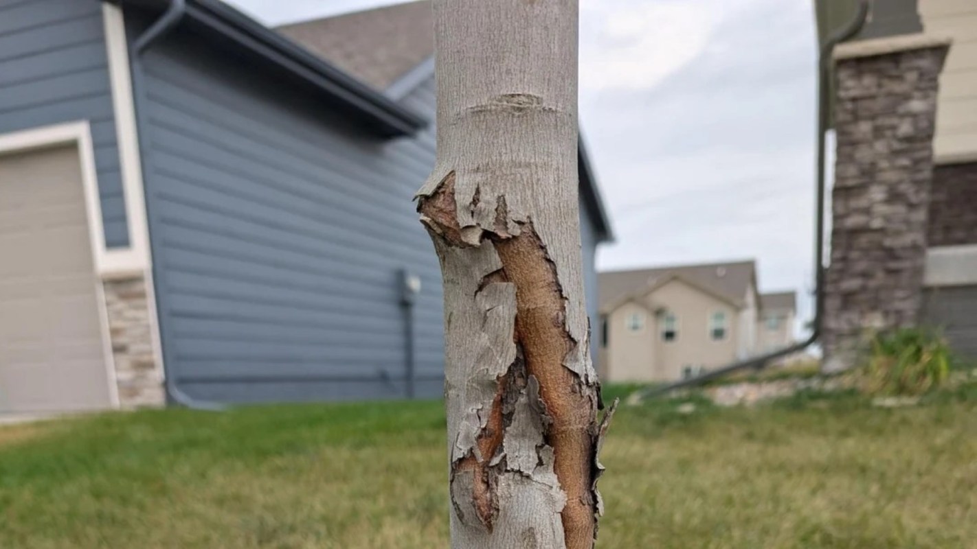 One gardener got help on Reddit to save their tree after commenters spoke out against mulch volcanoes.