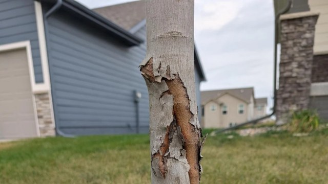 One gardener got help on Reddit to save their tree after commenters spoke out against mulch volcanoes.