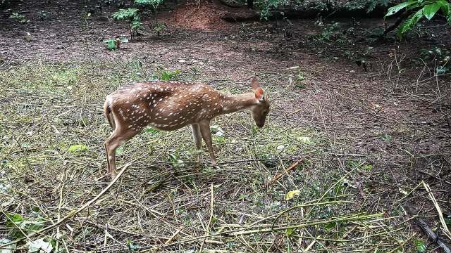 The deer was sighted at an area known for being busy and congested.