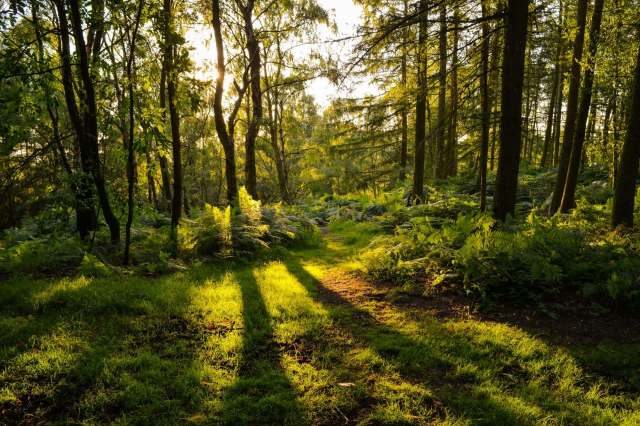 The dingy skipper butterfly is thriving in England, thanks to the conservation efforts of rangers and volunteers at Cannock Chase Country Park.