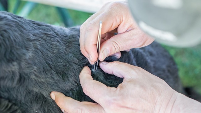 A veterinarian in Ohio discovered that a tick found on one of her patients was an invasive species.