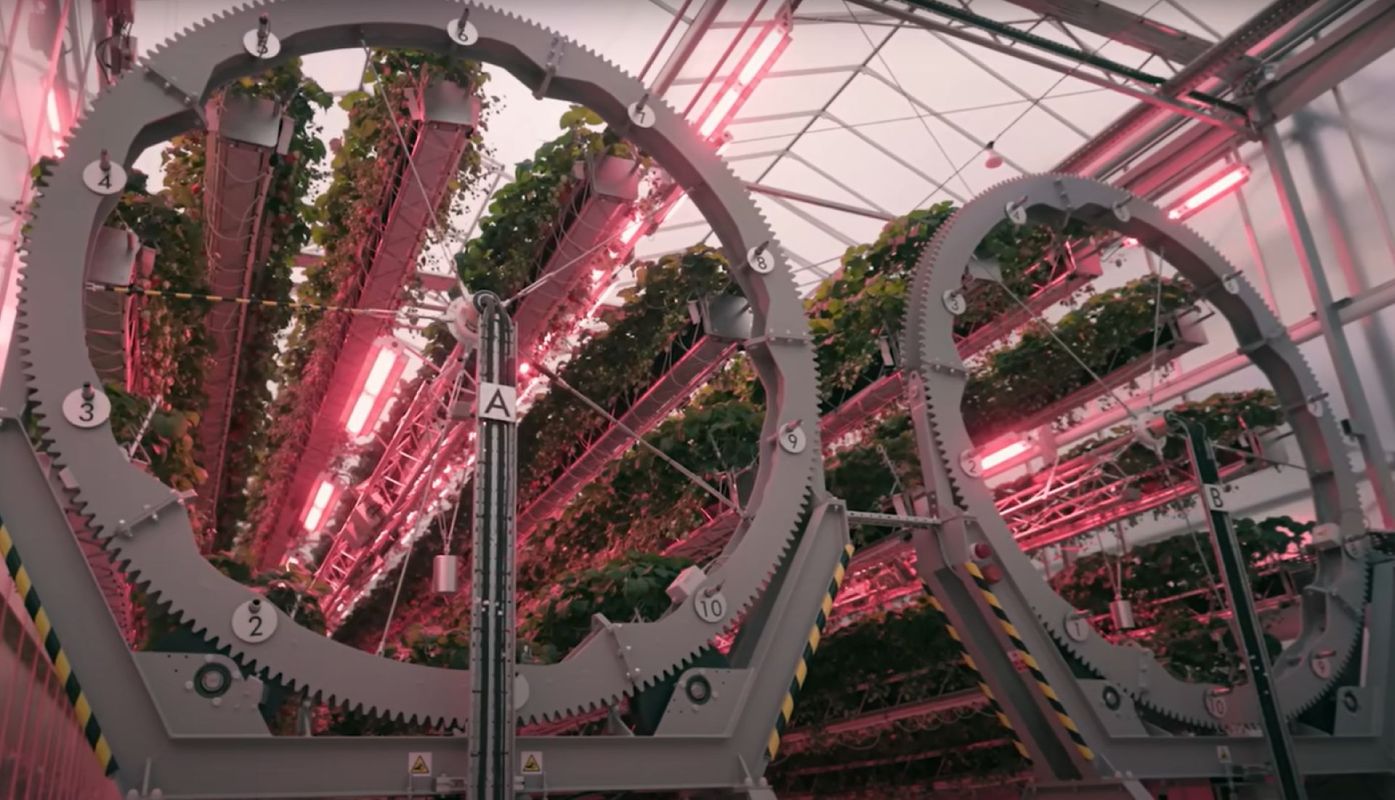 Robotic equipment at a Lincolnshire, England, glasshouse helps maximize the growth of Dyson's strawberries.