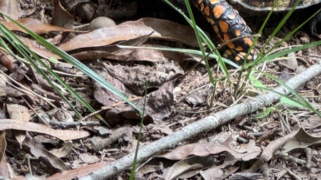 "They are a threatened species."