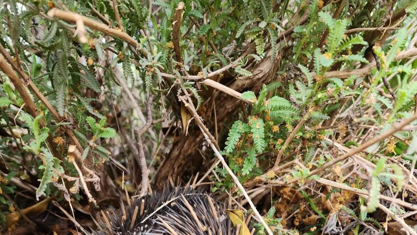 "All my hard work making my garden wildlife friendly has paid off."