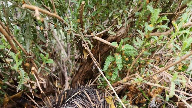 "All my hard work making my garden wildlife friendly has paid off."