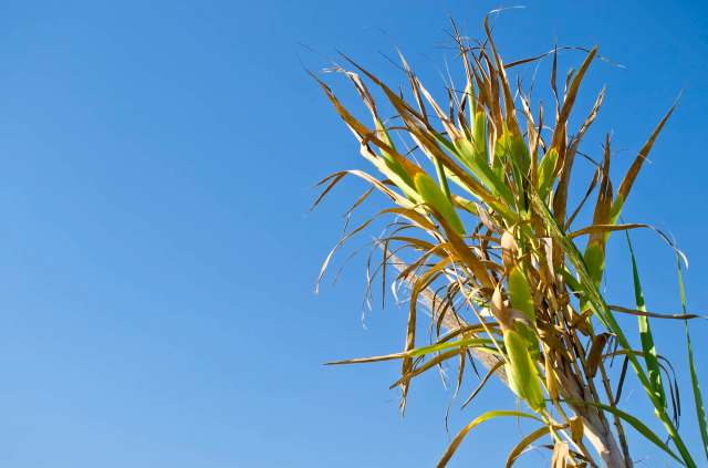 Researchers recently found that extreme weather will slash European economic activity by billions this summer, with long-term effects totaling $147 billion.