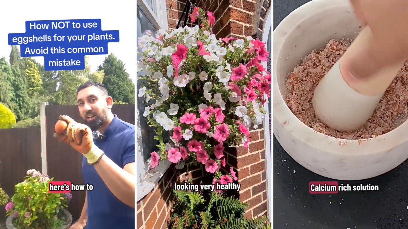 One gardener on TikTok shared a clever hack for turning eggshells into fertilizer.