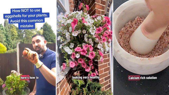 One gardener on TikTok shared a clever hack for turning eggshells into fertilizer.