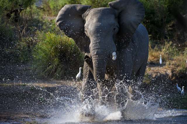 An elephant attack in Botswana's Okavango Delta is raising alarms about the ethics of close-up wildlife encounters.