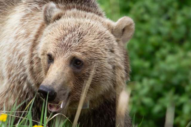 A hunter survived a bear attack in southeastern British Columbia while calling in elk, the CBC reported.