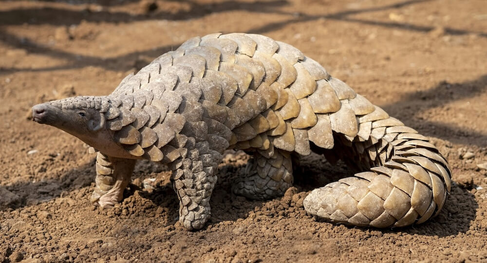 He violated federal laws.