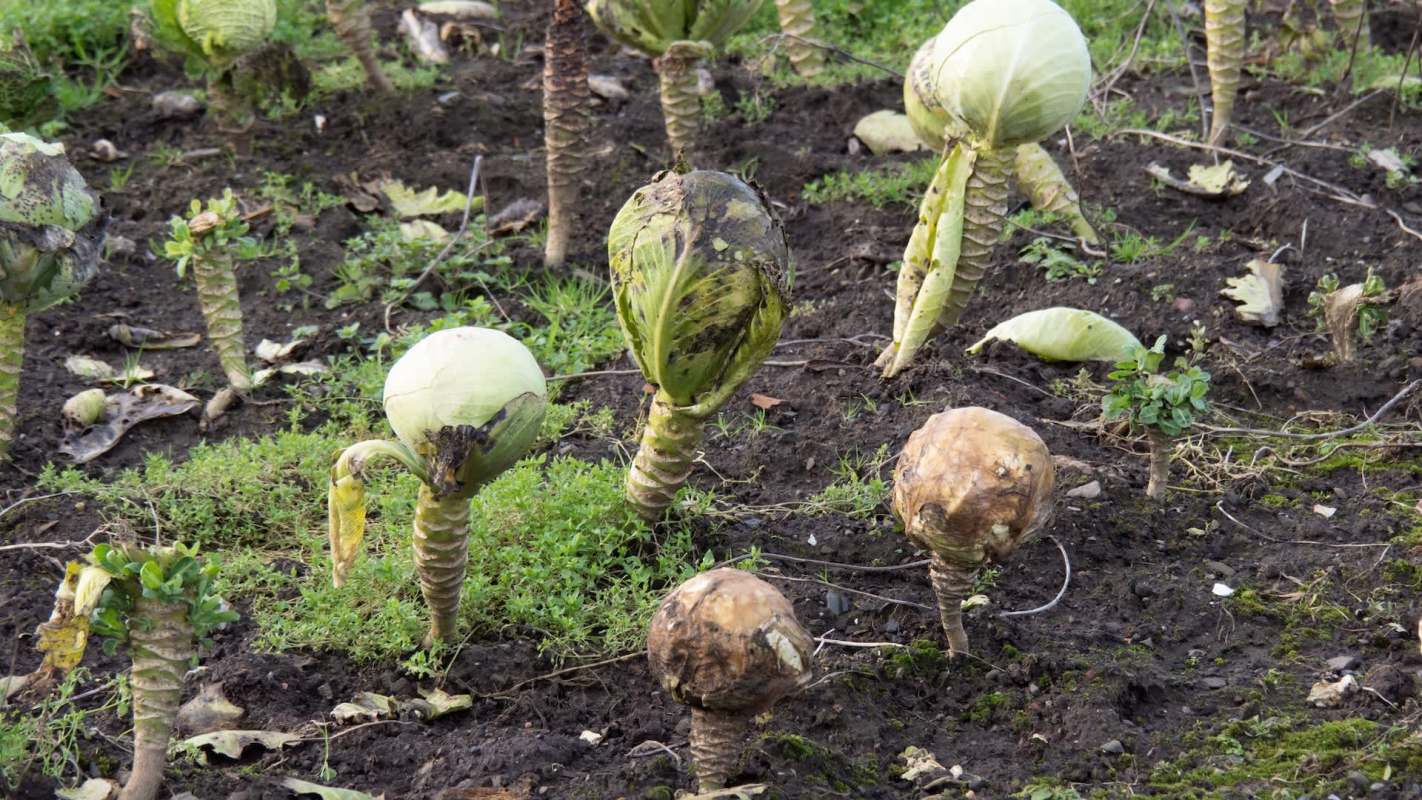 The Bank of Korea released a concerning economic report revealing that extreme weather has been directly impacting the country's GDP.