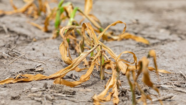 Farmers are facing a gut-wrenching predicament because a historic drought is making it harder than ever to get food from the fields to our tables.