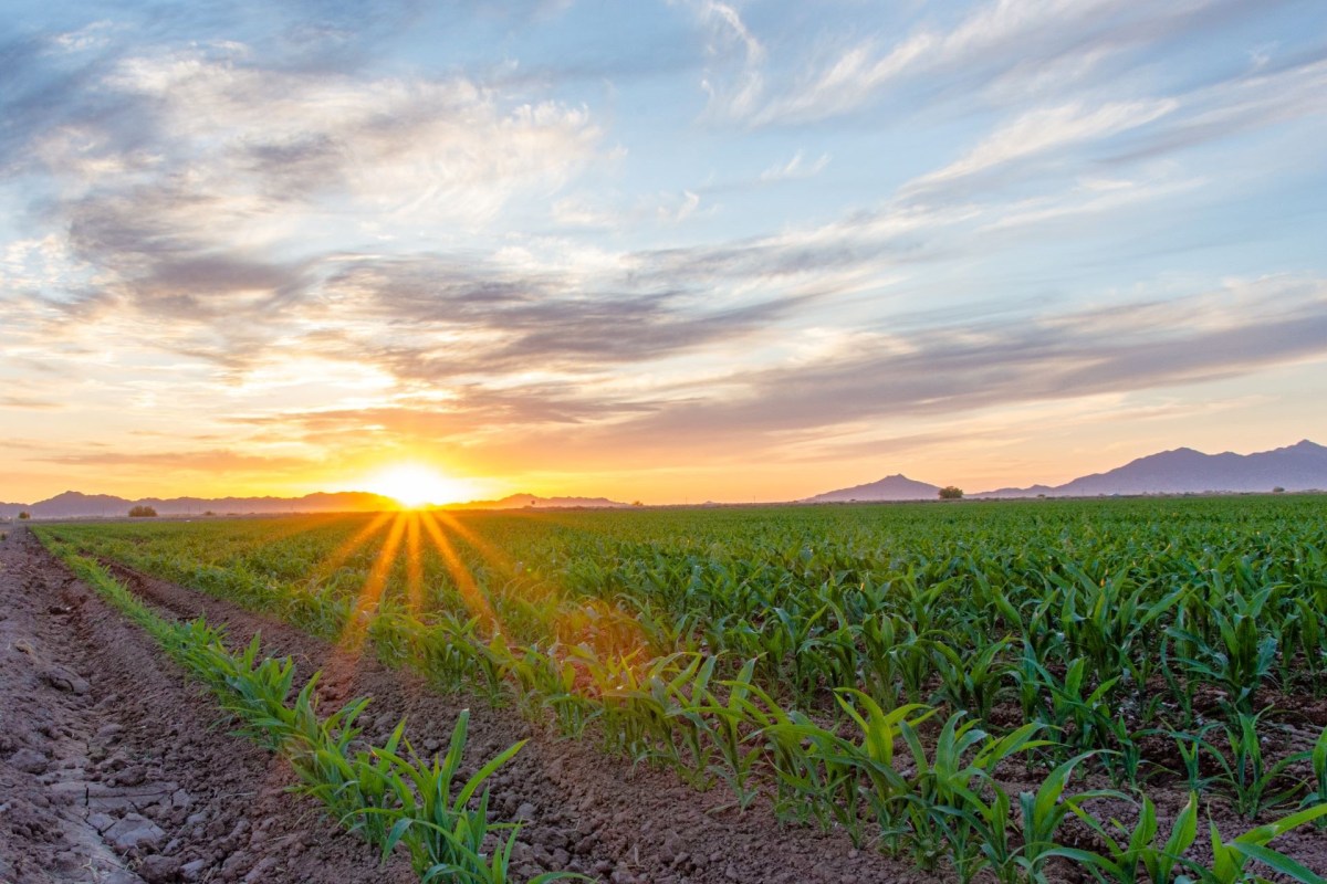 Researchers developed a robotic tool to inject plant genetics, giving farmers early insights into plant health.