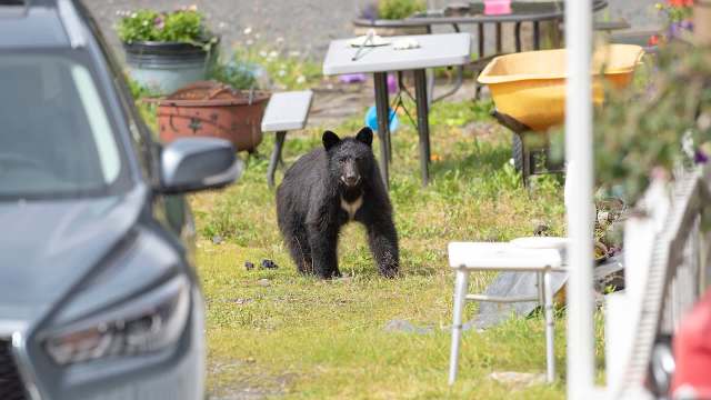 A recent fatal bear attack in Arkansas has left residents uneasy about the growing number of human-bear encounters.