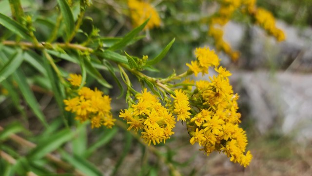 One homeowner vented on Reddit about neighbors hindering their progress to a native plant garden.